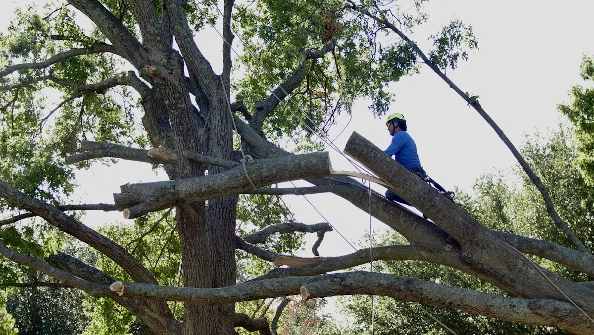 Professional Crown Thinning performed by certified arborists in Caribou